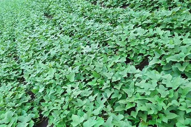 富硒地瓜含硒(地瓜含富硒硒吗)-硒宝网