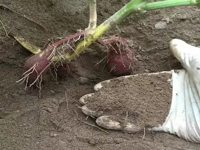 富硒地瓜含硒(地瓜含富硒硒吗)-硒宝网