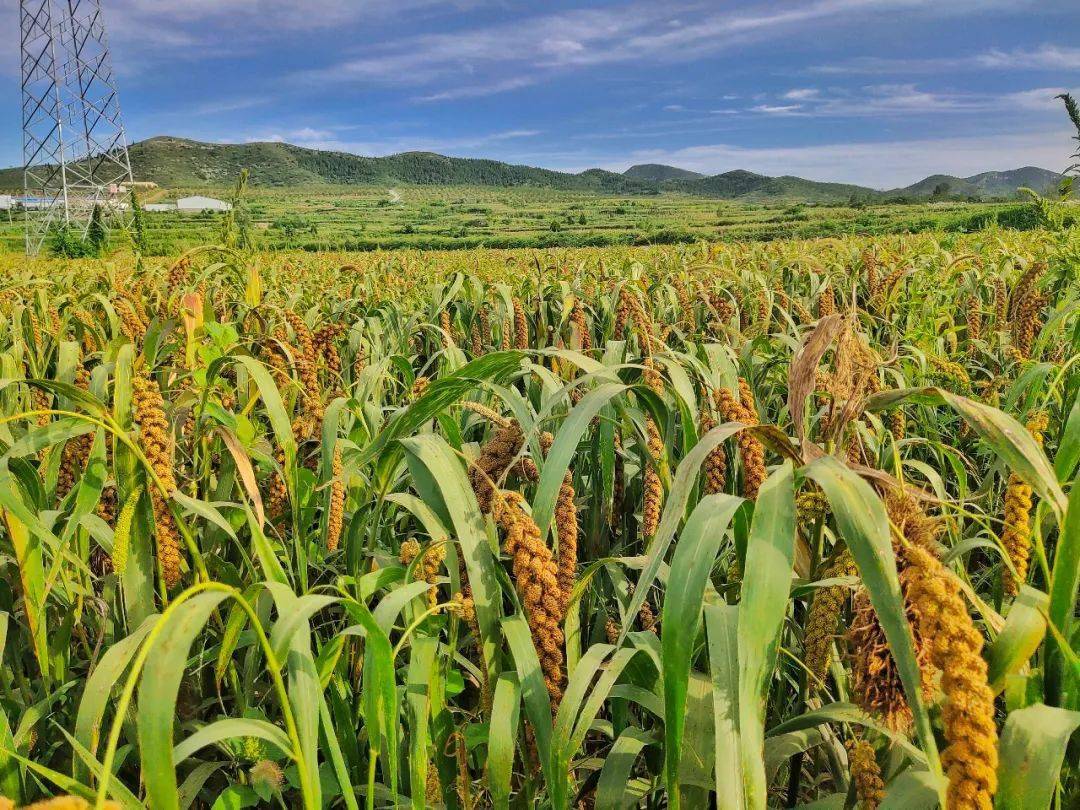 邹县富硒地瓜(富硒地瓜营养价值)-硒宝网