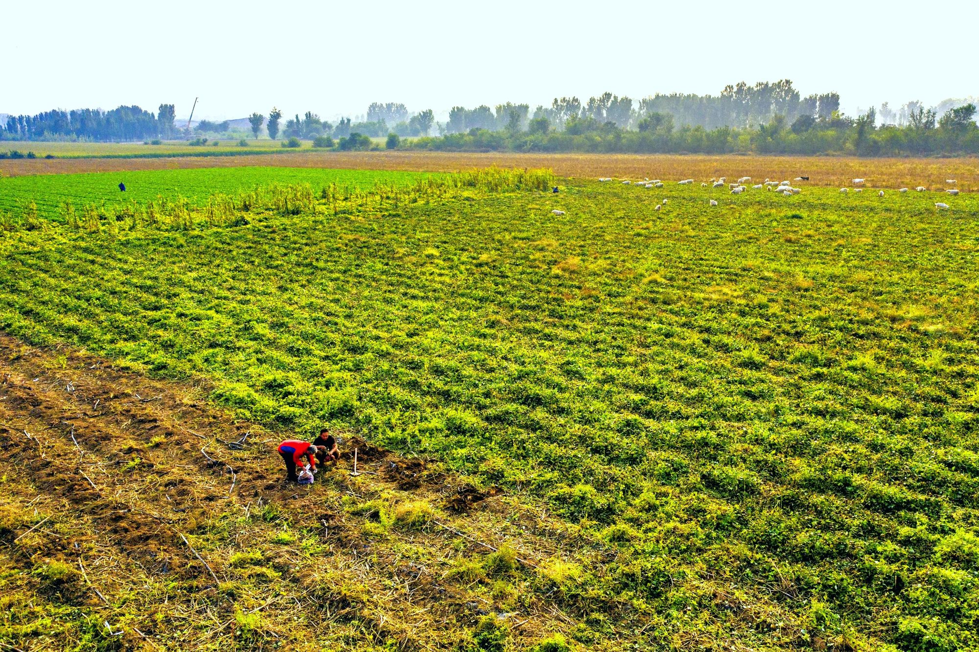 邹县富硒地瓜(富硒地瓜营养价值)-硒宝网