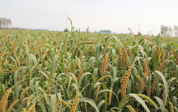 邹县富硒地瓜(富硒地瓜营养价值)-硒宝网