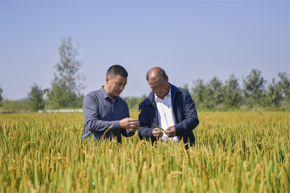 五彩富硒大米（富硒大米的颜色）-硒宝网