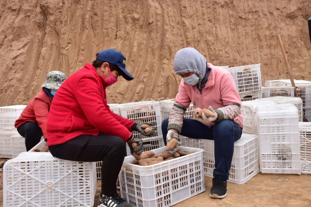 胶州富硒地瓜(富硒地瓜口感怎样)-硒宝网