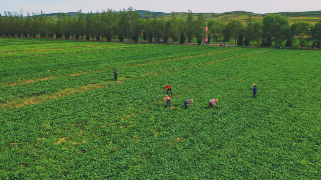 胶州富硒地瓜(富硒地瓜口感怎样)-硒宝网