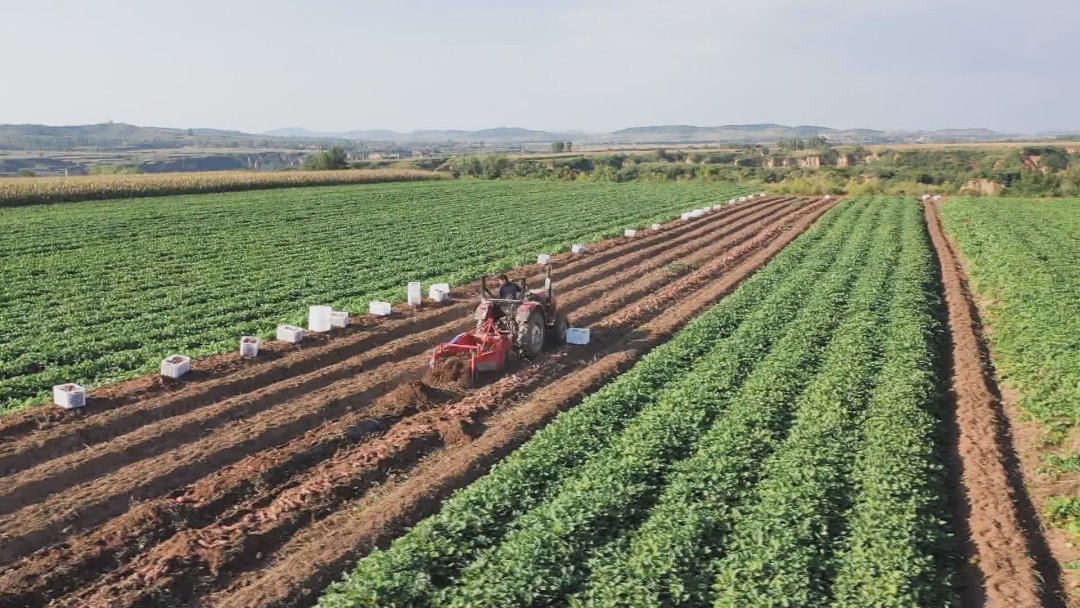 胶州富硒地瓜(富硒地瓜口感怎样)-硒宝网