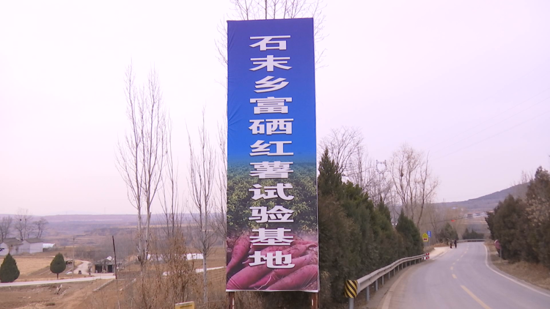 胶州富硒地瓜(富硒地瓜口感怎样)-硒宝网