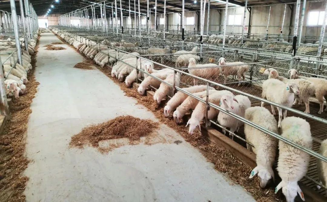 胶州富硒地瓜(富硒地瓜口感怎样)-硒宝网