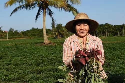 富硒地瓜徐州（富硒地瓜好吃吗）-硒宝网
