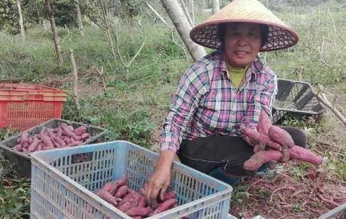 富硒地瓜徐州（富硒地瓜好吃吗）-硒宝网