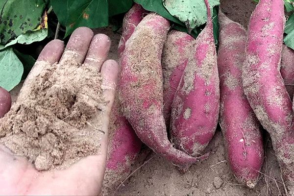 富硒地瓜成分（富硒地瓜真的含硒吗）-硒宝网