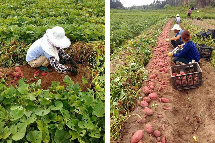 富硒地瓜成分（富硒地瓜真的含硒吗）-硒宝网