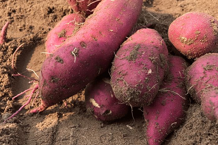 富硒地瓜成分（富硒地瓜真的含硒吗）-硒宝网