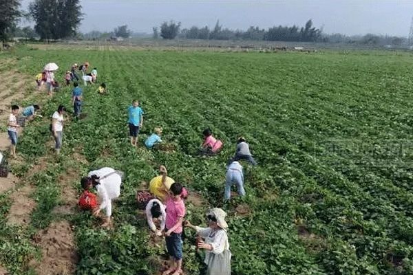 富硒地瓜成分（富硒地瓜真的含硒吗）-硒宝网