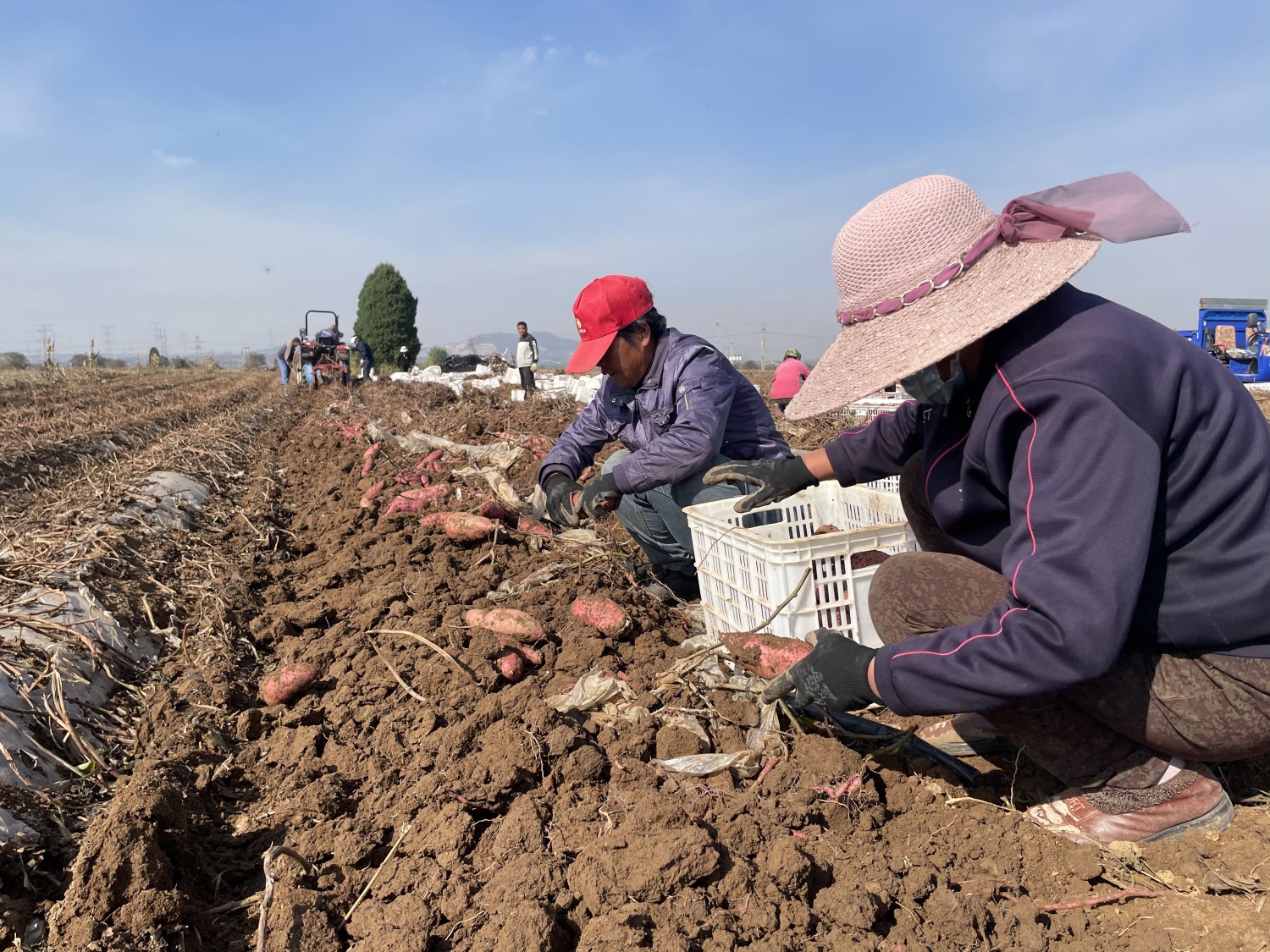 富硒地瓜收获（地瓜富硒标准）-硒宝网
