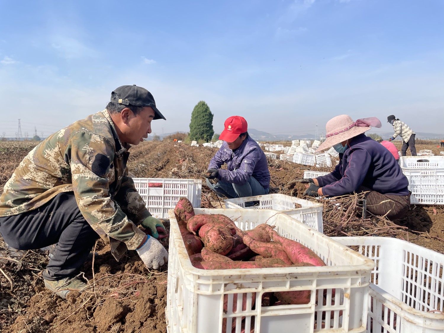 富硒地瓜收获（地瓜富硒标准）-硒宝网