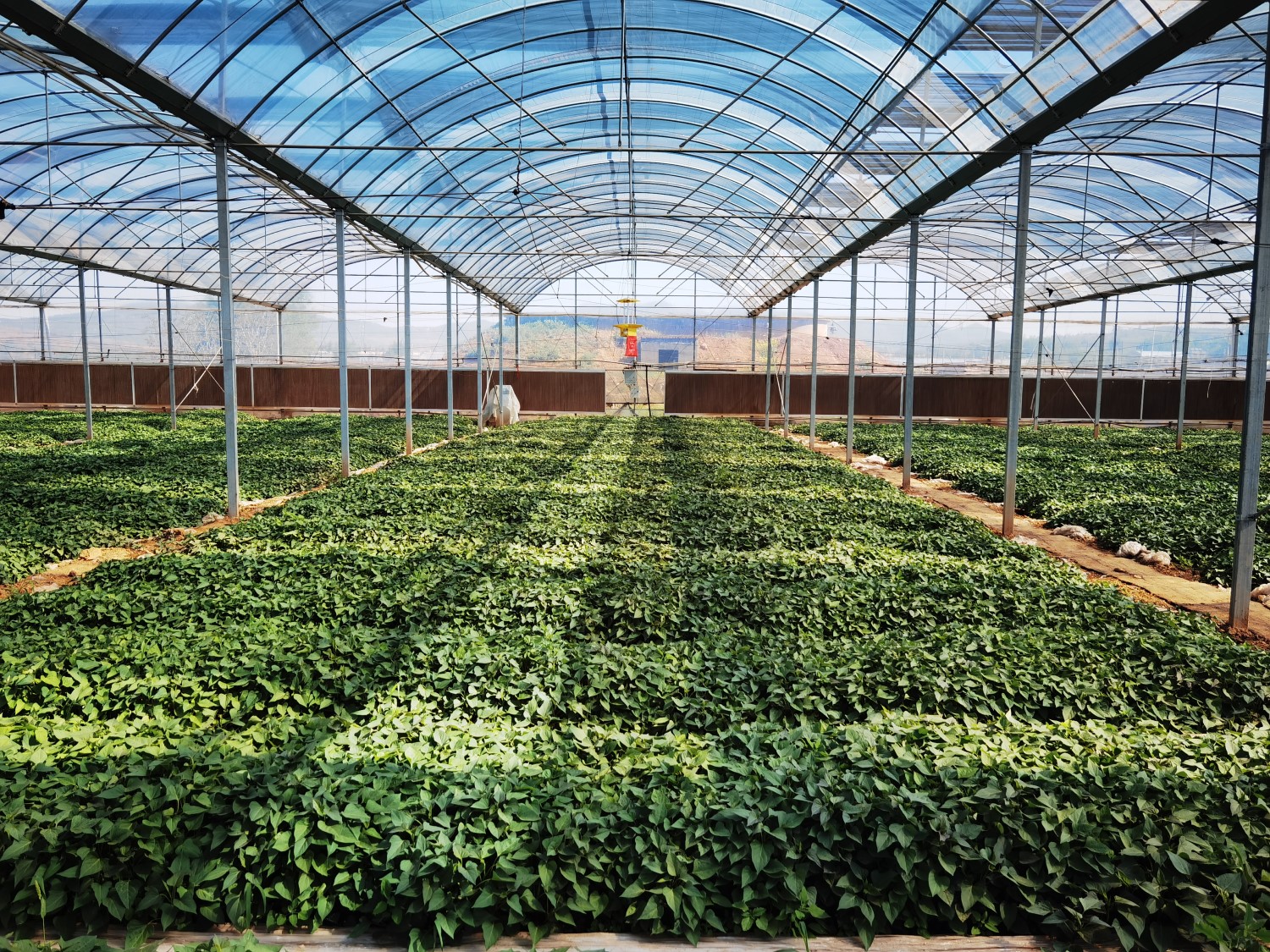 富硒地瓜收获（地瓜富硒标准）-硒宝网