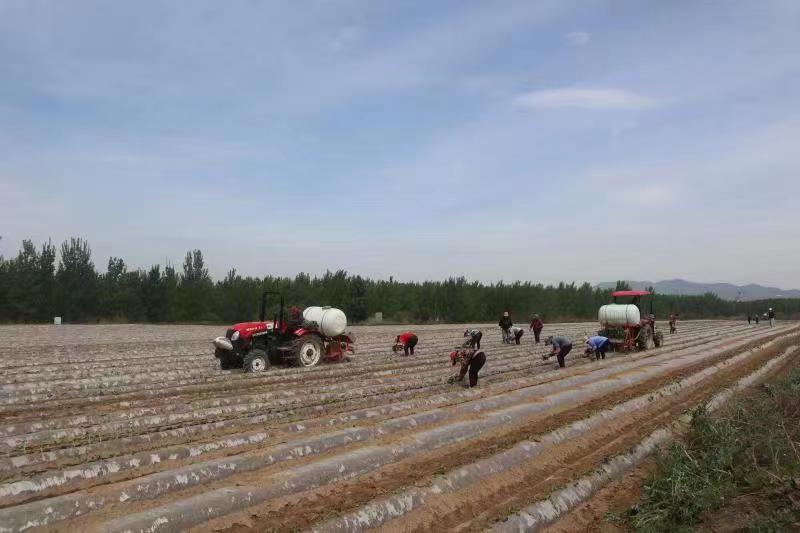 富硒地瓜收获（地瓜富硒标准）-硒宝网