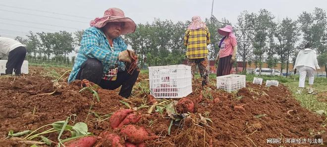 富硒地瓜洛阳(洛阳富硒地带)-硒宝网