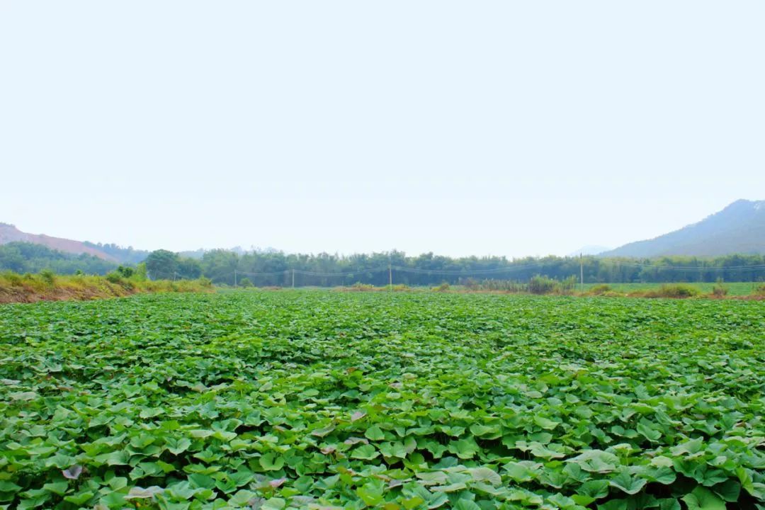 富硒地瓜洛阳(洛阳富硒地带)-硒宝网