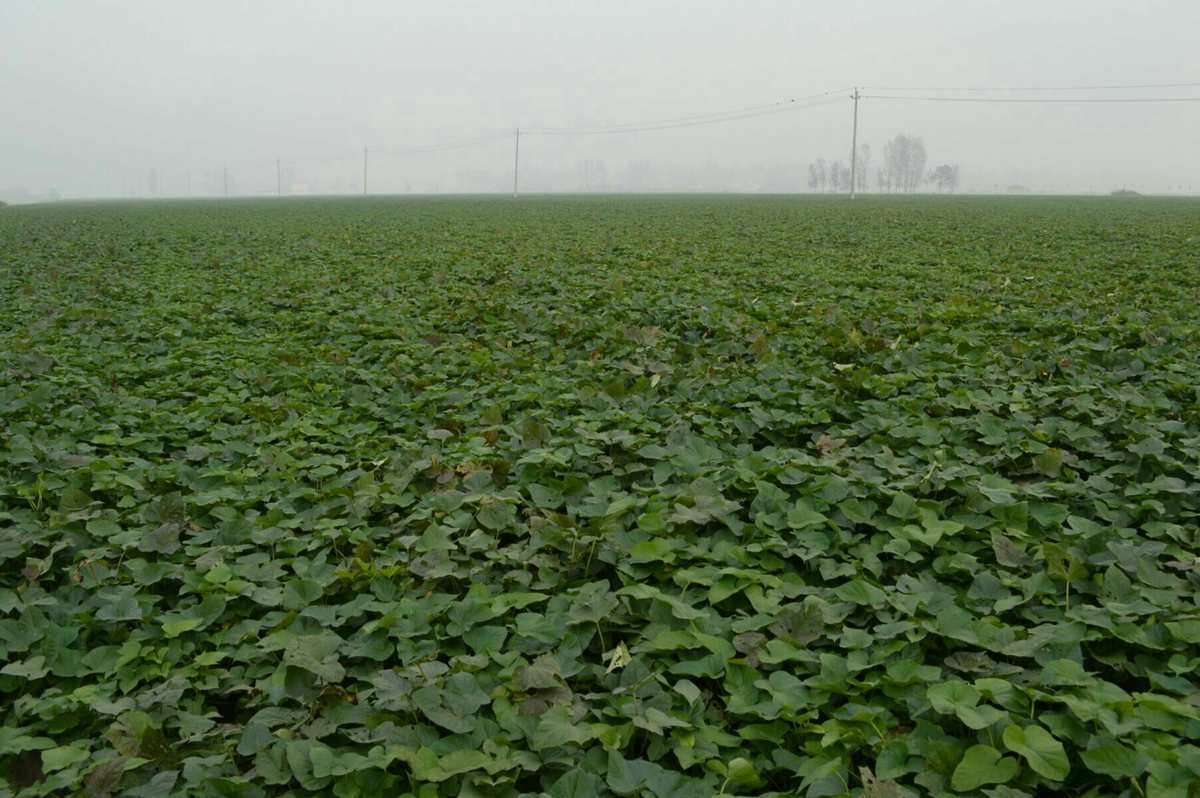 富硒地瓜洛阳(洛阳富硒地带)-硒宝网