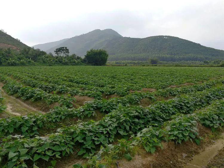 富硒地瓜洛阳(洛阳富硒地带)-硒宝网
