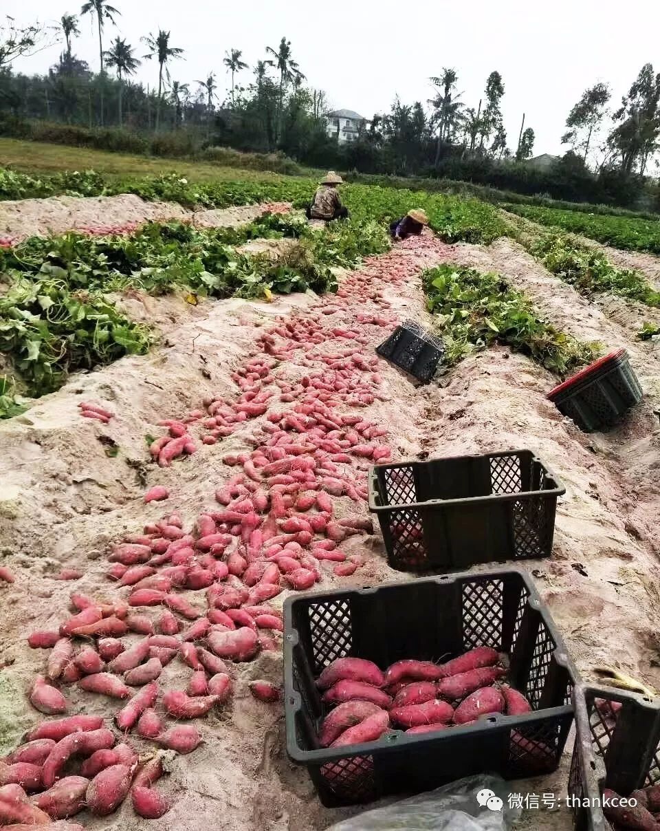 富硒地瓜姐姐（富硒地瓜有什么好处）-硒宝网