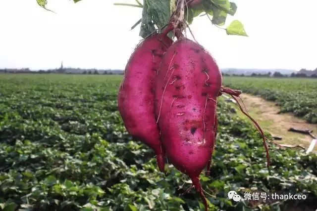 富硒地瓜姐姐（富硒地瓜有什么好处）-硒宝网