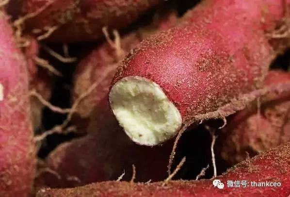 富硒地瓜姐姐（富硒地瓜有什么好处）-硒宝网