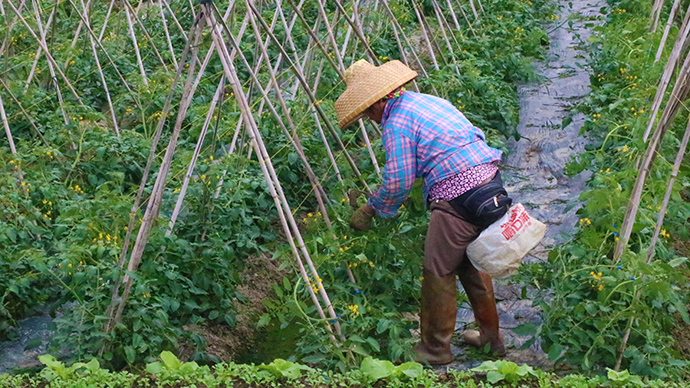 定安富硒地瓜(富硒地瓜口感怎样)-硒宝网