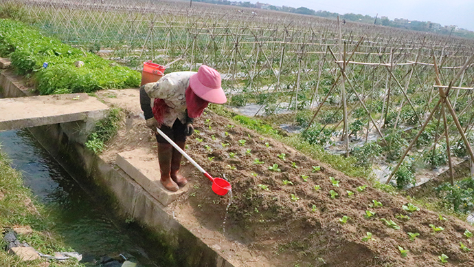 定安富硒地瓜(富硒地瓜口感怎样)-硒宝网
