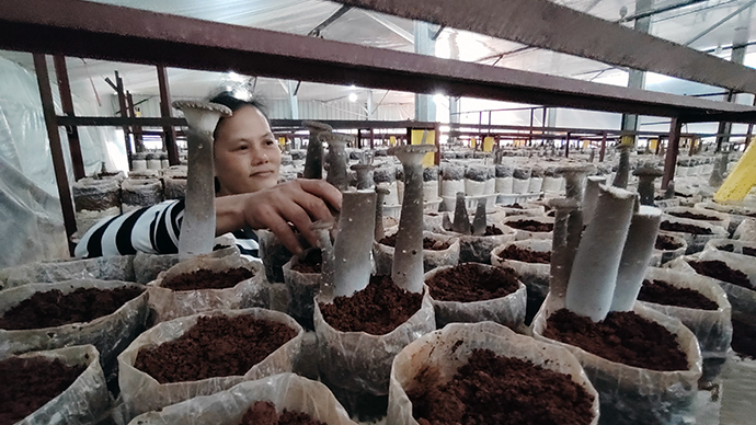 定安富硒地瓜(富硒地瓜口感怎样)-硒宝网