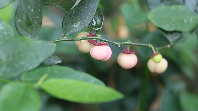 定安富硒地瓜(富硒地瓜口感怎样)-硒宝网