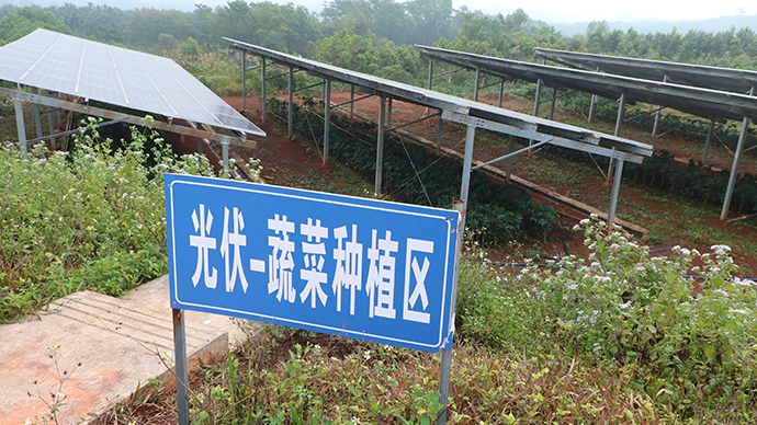 定安富硒地瓜(富硒地瓜口感怎样)-硒宝网