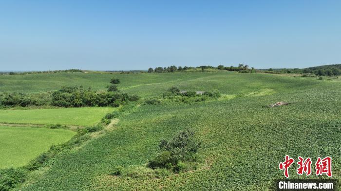 富硒长寿地瓜(富硒地瓜营养价值)-硒宝网