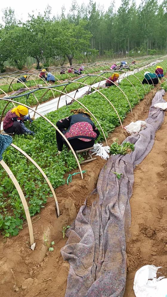 富硒地瓜种苗(富硒地瓜种植技术视频教程)-硒宝网