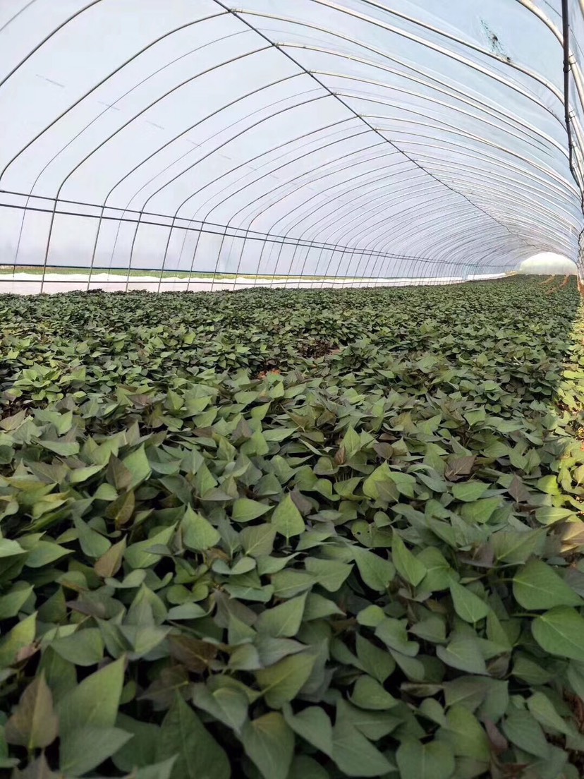 富硒地瓜种苗(富硒地瓜种植技术视频教程)-硒宝网