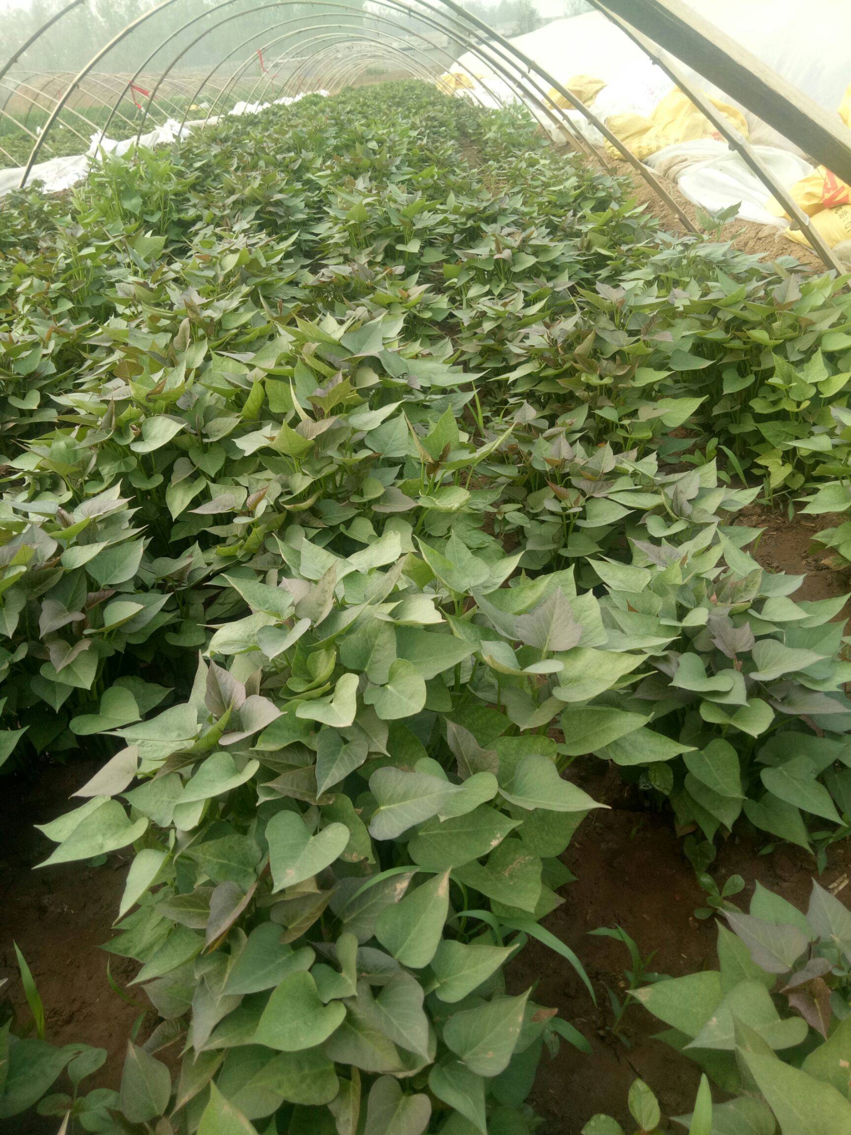 富硒地瓜种苗(富硒地瓜种植技术视频教程)-硒宝网