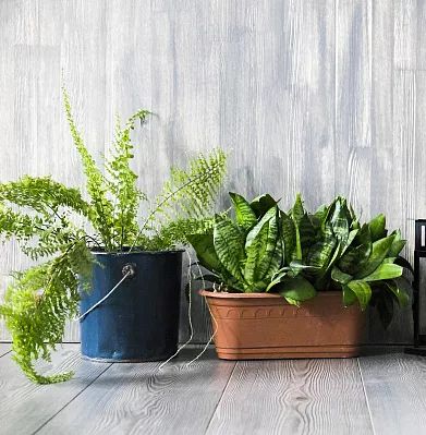 大枣补铁吗（大枣补铁效果怎么样）-硒宝网