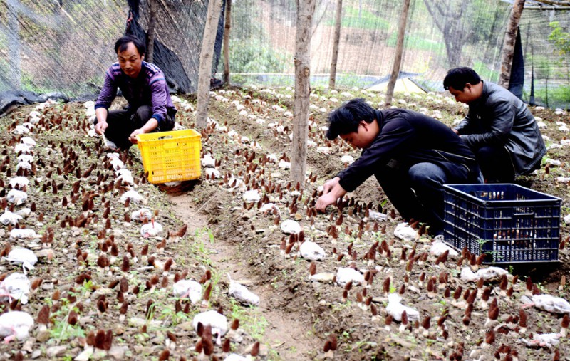 富硒地瓜凸起(富硒地瓜口感)-硒宝网