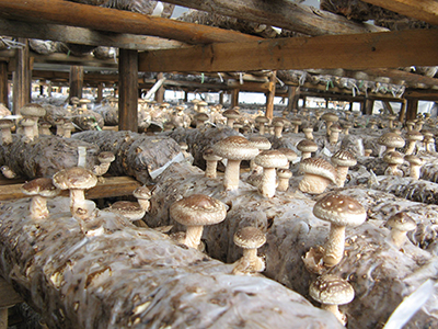 富硒地瓜凸起(富硒地瓜营养价值)-硒宝网