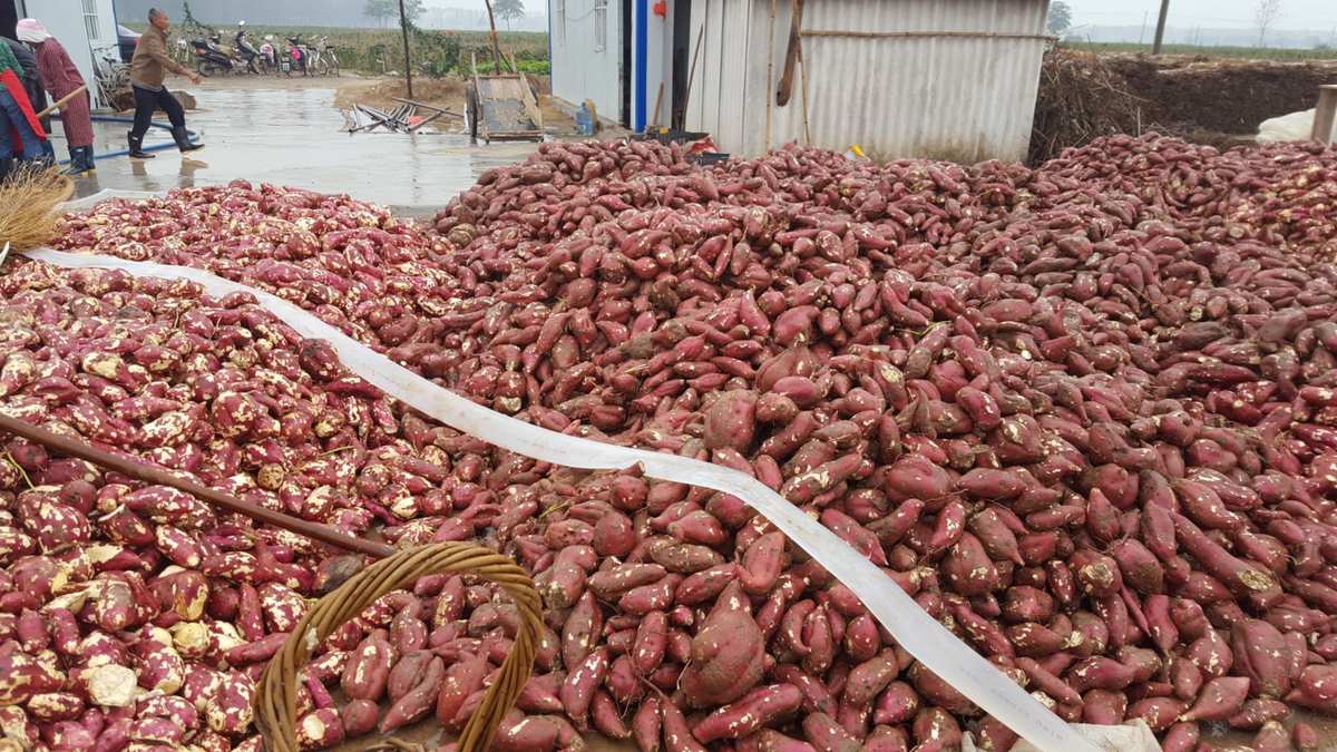 富硒地瓜测评（地瓜富硒标准）-硒宝网