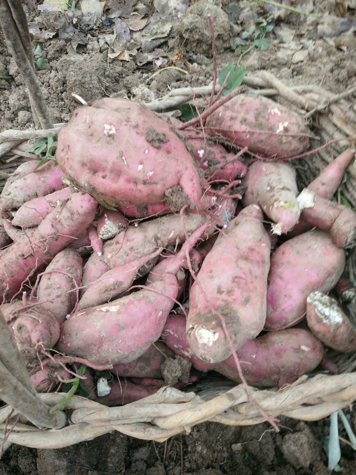 富硒地瓜测评（地瓜富硒标准）-硒宝网