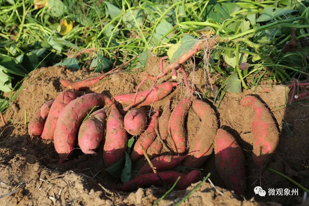 富硒地瓜收购(收购地瓜富硒粉的厂家)-硒宝网