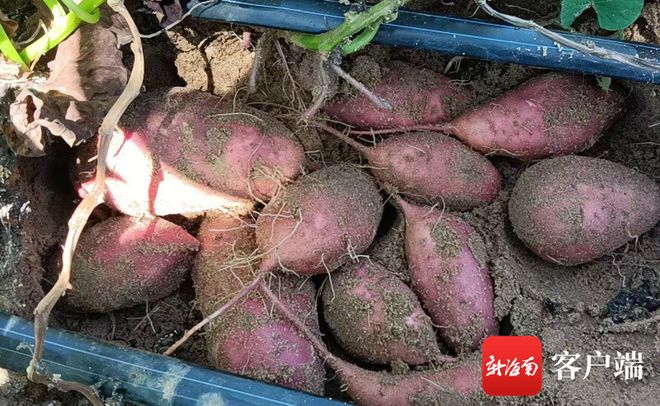 富硒地瓜收购(收购地瓜富硒粉的厂家)-硒宝网