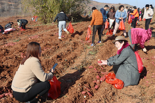 富硒地瓜洛阳(洛阳地瓜富硒产地)-硒宝网