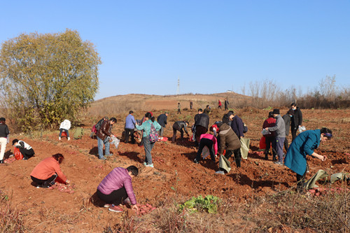 富硒地瓜洛阳(洛阳地瓜富硒产地)-硒宝网