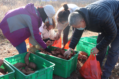 富硒地瓜洛阳(洛阳地瓜富硒产地)-硒宝网