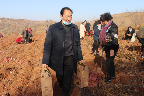 富硒地瓜洛阳(洛阳地瓜富硒产地)-硒宝网