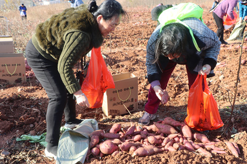 富硒地瓜洛阳(洛阳地瓜富硒产地)-硒宝网
