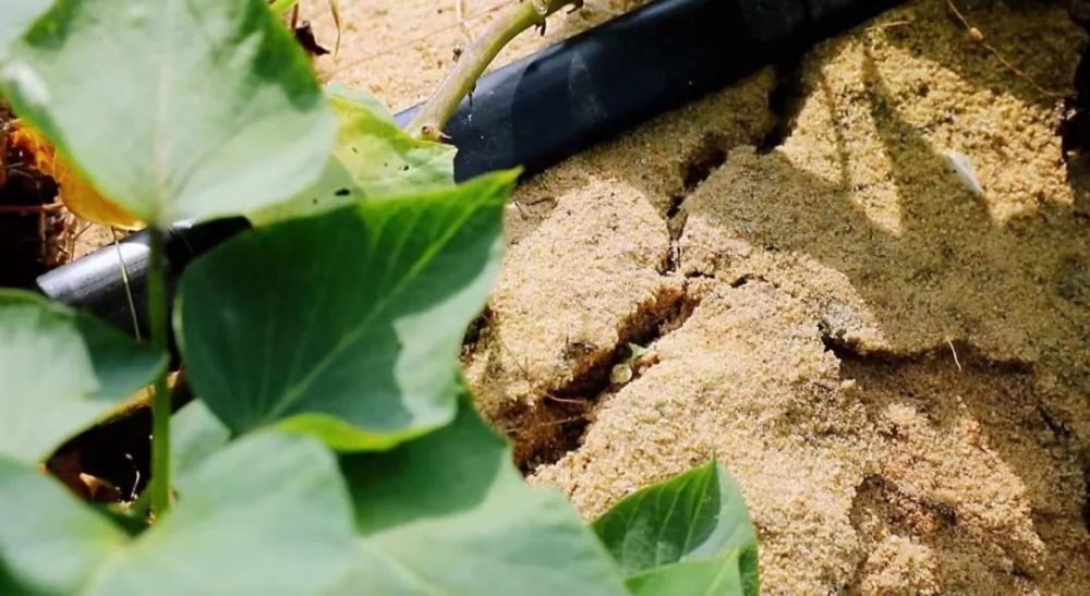 富硒地瓜叶子（叶子地瓜富硒含量多少）-硒宝网